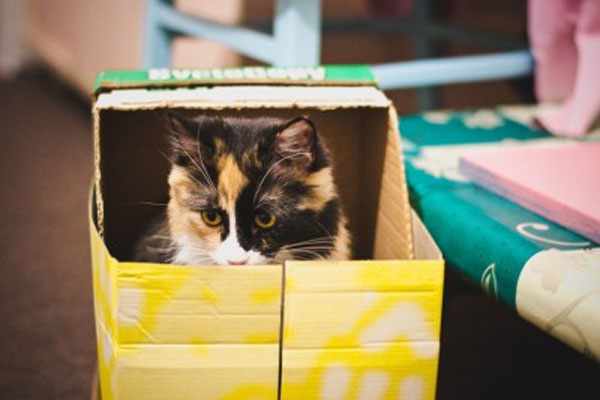 Коты очень любят прятаться в картонных коробках