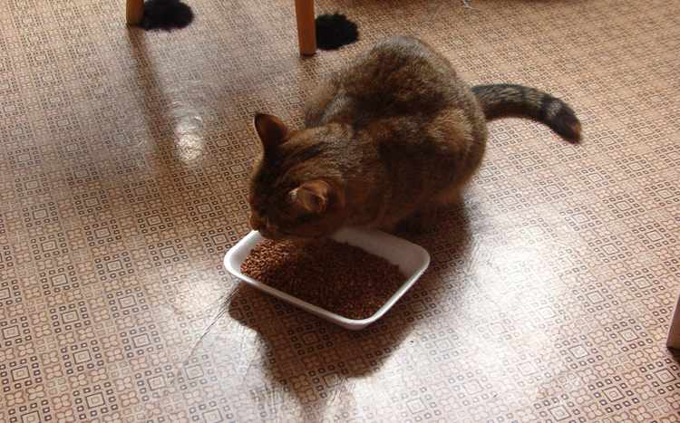 При ХПН следить за питанием кота нужно внимательно