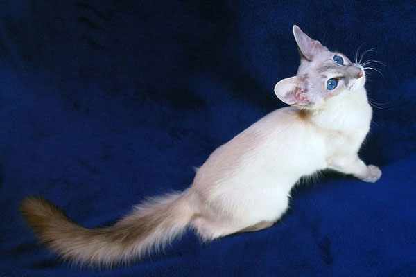 Яванез это порода домашних ориентальных кошек с длинной шерстью