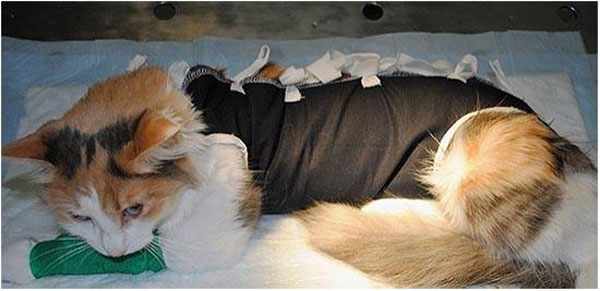 Кошка после проведения операции