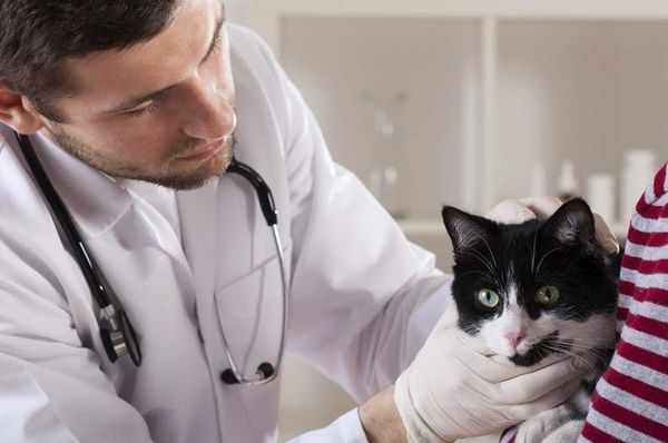 Лечение дерматита назначает ветеринар