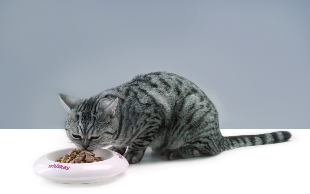 Фортифлору дают коту с едой, следя за реакцией его организма