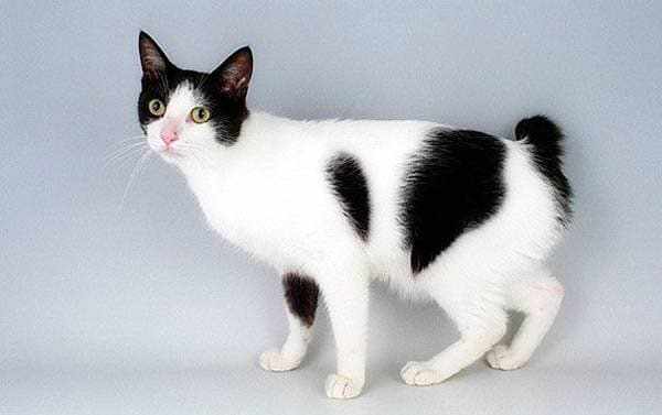 У кошек породы японский бобтейл маленький закрученный хвостик