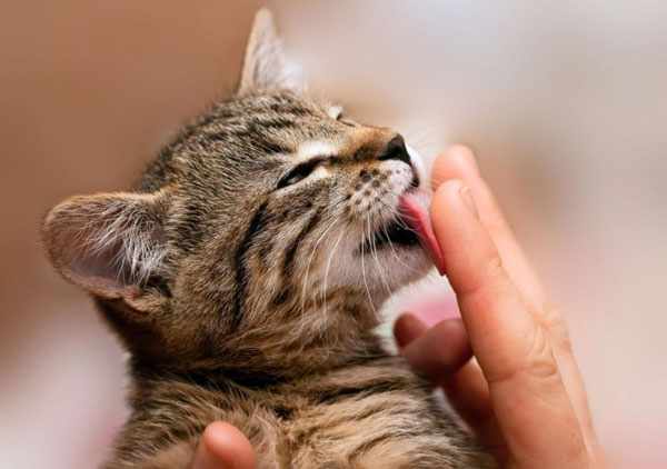 Путем вылизывания рук хозину кошка проявляет свои чувства