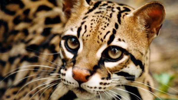 Шикарный кот с леопардовой окраской