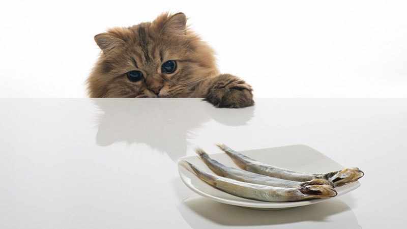 Рыба - редкое лакомство для кота-рыбоеда