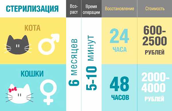 Стерилизация кошек и кастрация котов Стерилизация кошек и кастрация котов
