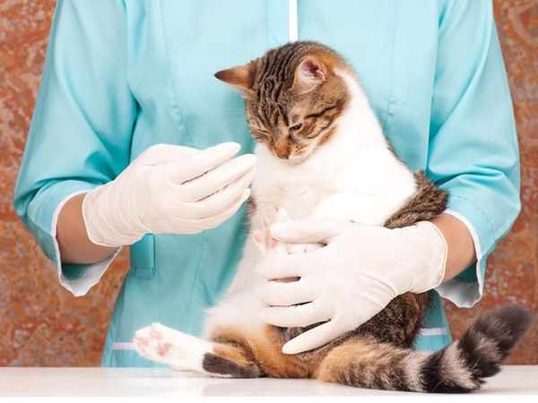 Назначить правильное лечение может только ветеринар