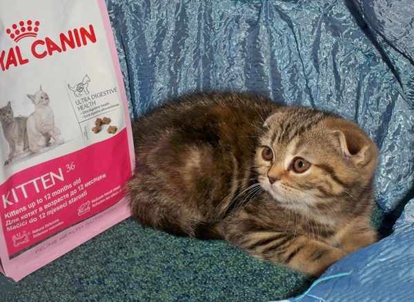 Беременную кошку можно перевести на корм для котят