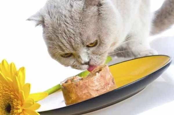 Питание взрослого кота должно быть сбалансированным и качественным