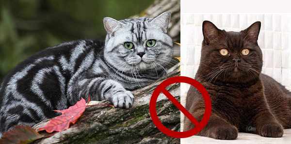 Кошку с окрасом табби, не стоит сводить с котом с коричневым окрасом