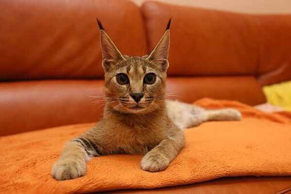 Кошка каракет не агрессивные Кошка каракет не агрессивные