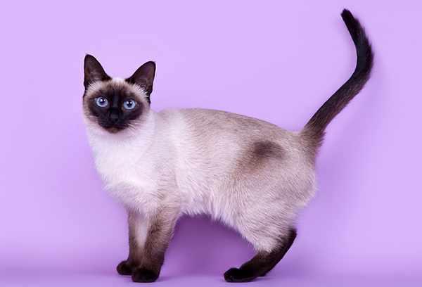 Кот тайской породы считался священным животным