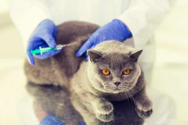 Вакцинация котов от болезней