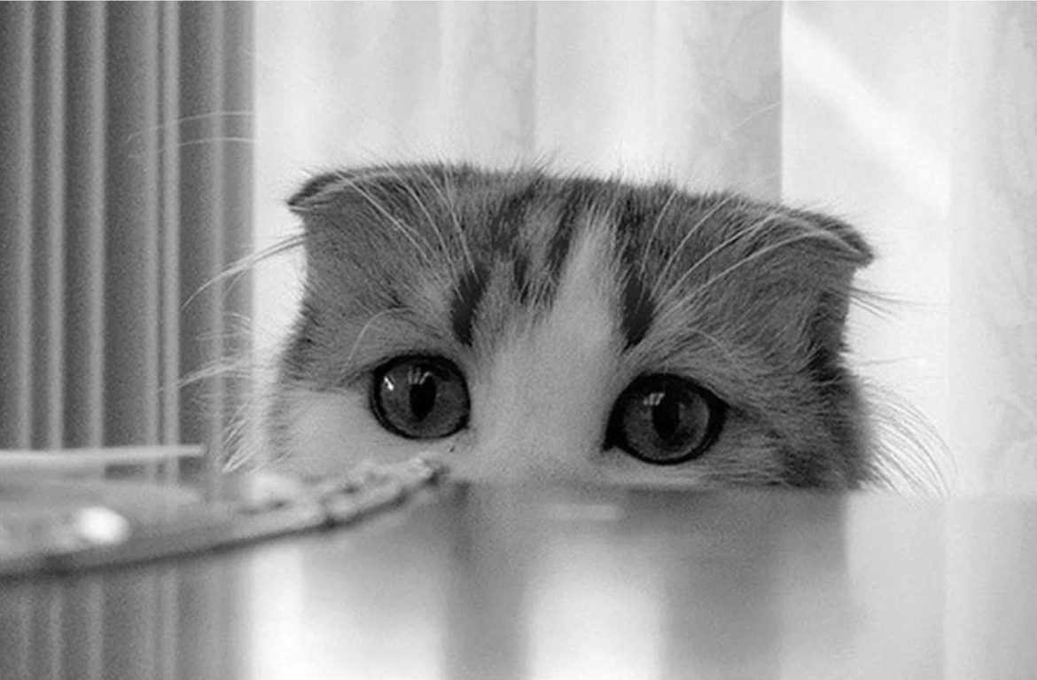 Причин для страхов у котов существует множество Причин для страхов у котов существует множество