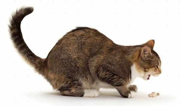 Рвота у кошки может быть из-за переедания