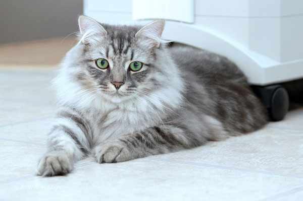 Сибирская кошка порода полудлинношерстных кошек с милым выражением мордочки