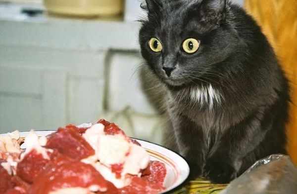 Сырое мясо может быть опасно для кошки