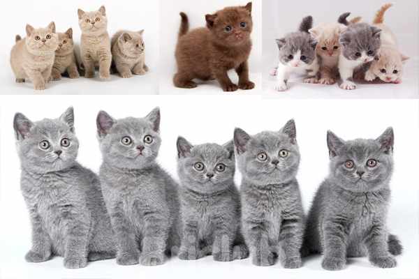 Популярные расцветки шерсти британских котят