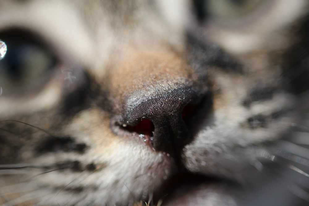 Кошка чихает кровью. Нос кошки. Черное пятно на носу у кошки.