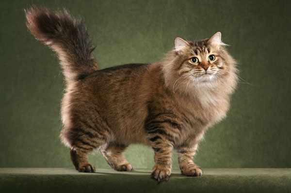 Внешний вид сибирских кошек установлен правилами Международной Ассоциации Кошек
