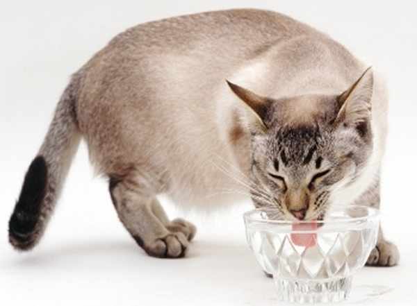 Беременная кошка пьет много воды