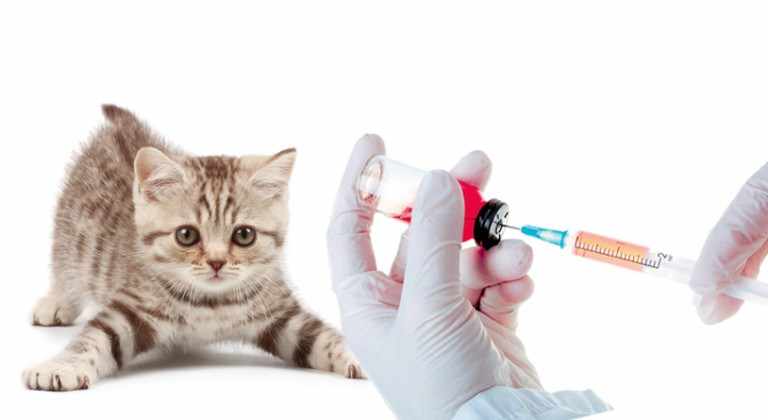 Вакцинация котенка в ветеринарной клинике Привки домашнему питомцу начинают делать с раннего возраста