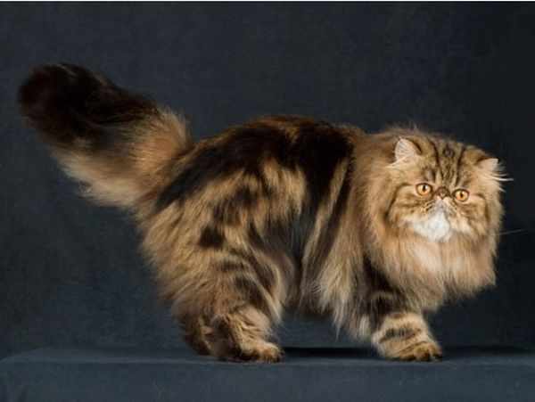 Европейская порода персидской кошки