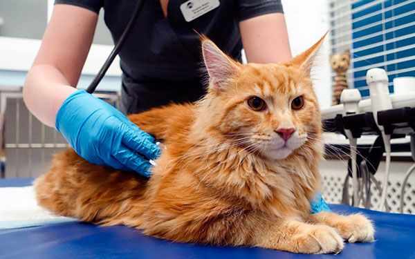 Лечение рвоты у кошки назначает ветеринар