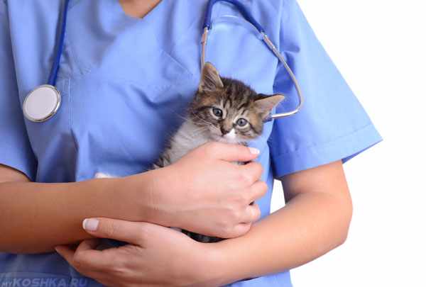 Медикаментозное лечение назначает ветеринар