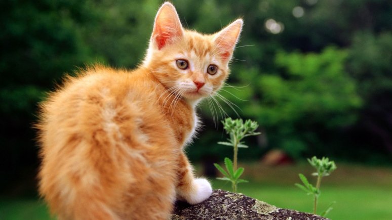Рыжим котят подойдут имена любимых персонажей мультфильмов