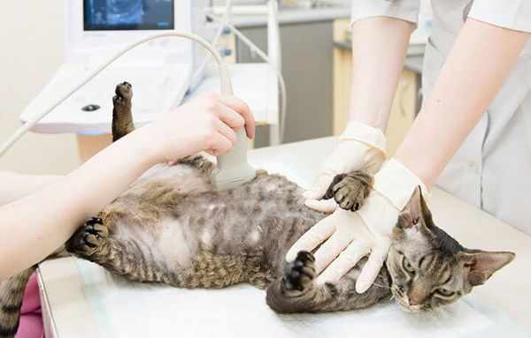 При любых тревожных симптомах покажите кошку ветеринару