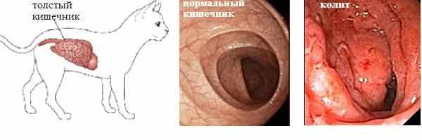 Как проявляется колит у кошки Как проявляется колит у кошки