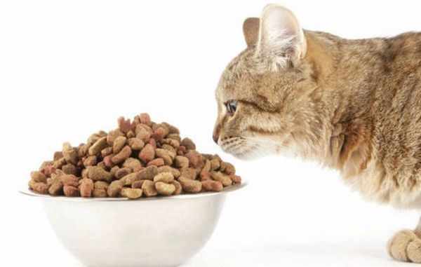 При мочекаменной болезни кошке нужен специальный корм