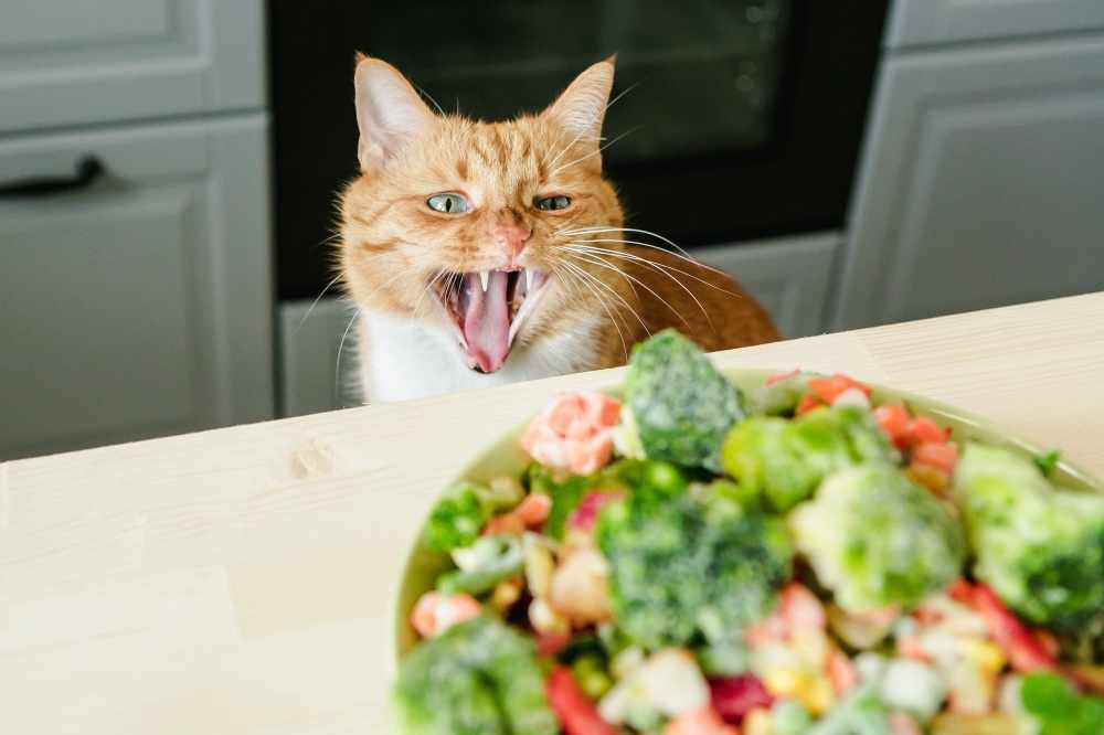 От питания кота зависит его здоровье