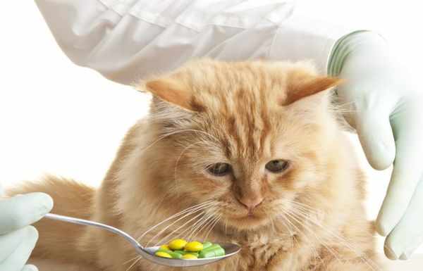 Иммуномодуляторы повышают иммунитет кошек
