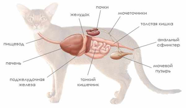 Расположение внутренних органов кошки