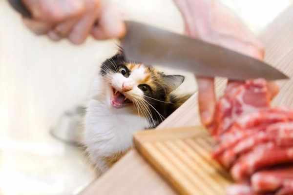 Кошку можно кормить натуралкой