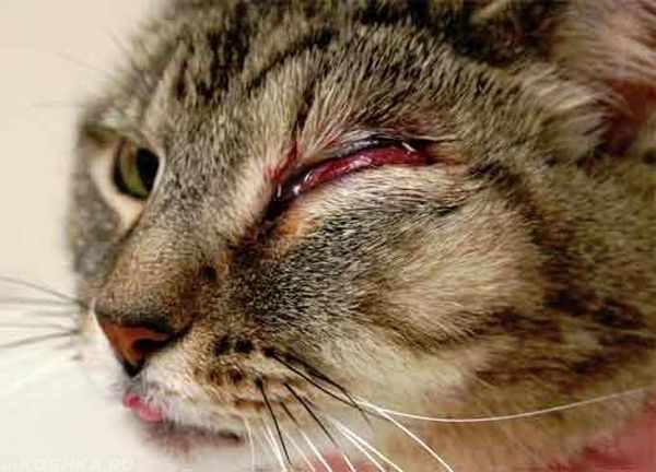 Конъюнктивит - лидер глазных заболеваний среди кошек