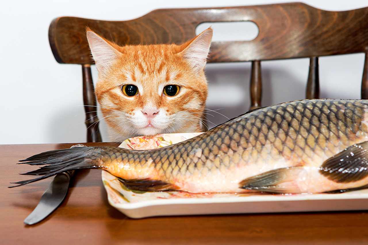 Потребление рыбы представителями семейства кошачьих