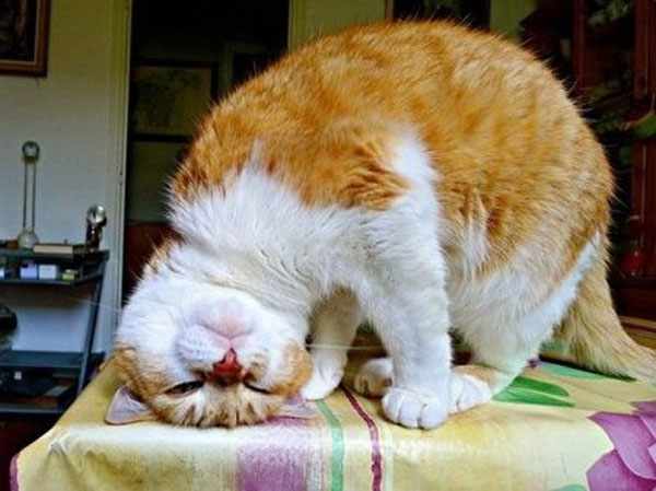 У котов запах валерианы ассоциируется с запахом гормонов кошки