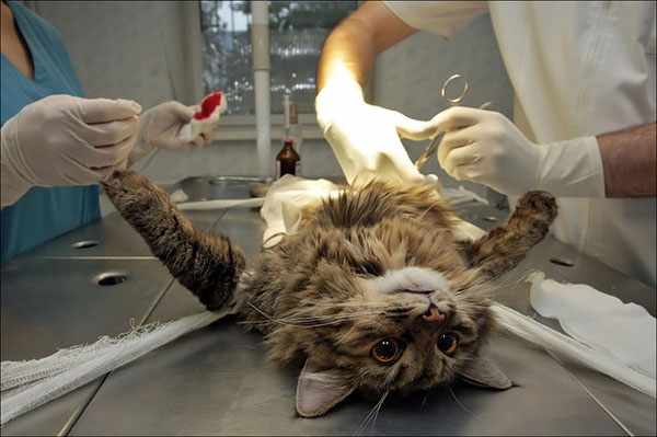 Стерилизация кошки проводится под сильным наркозом