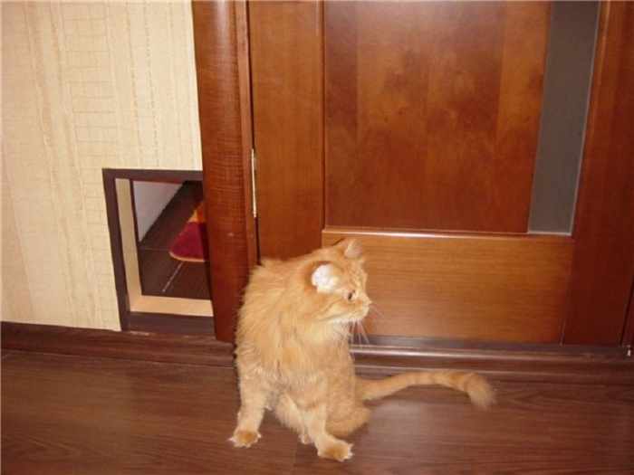 Дверцу для кота можно сделать и в стене
