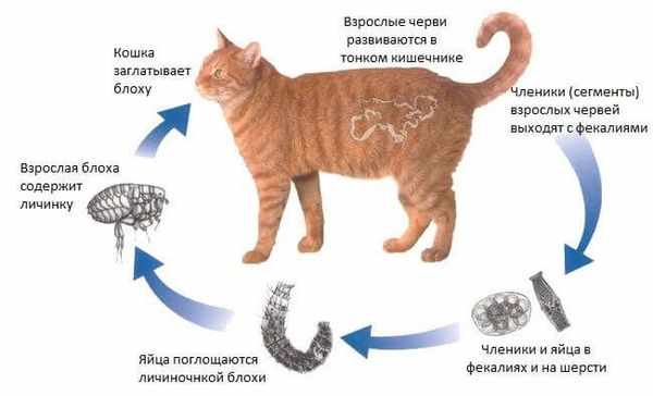 Как гельминты попадают в организм кошки