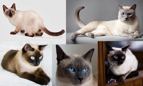 Тайские кошки бывают разных окрасов