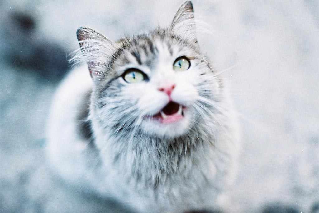 Как мяукают котики. Кот мяукает. Мяуканье котят. Кот открывает рот. Кот Мяуки.