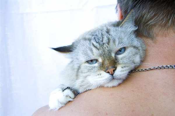 Заболевший кот нуждается в ласке и заботе