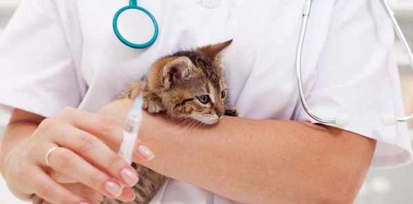 Прививать кошек реокмендуется под контролем ветеринарного врача