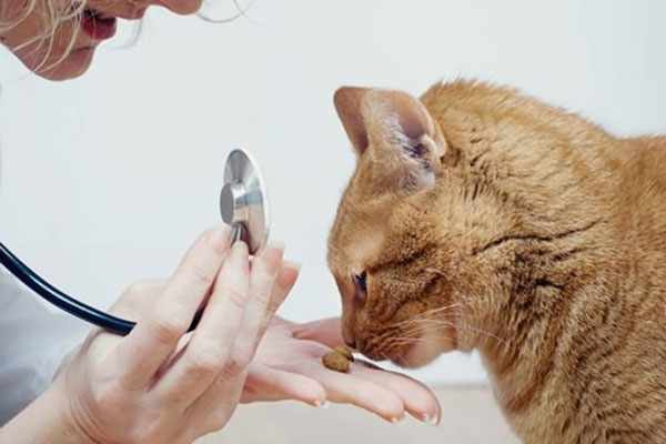 Покажите кота ветеринару для установления точной причины отказа от лотка