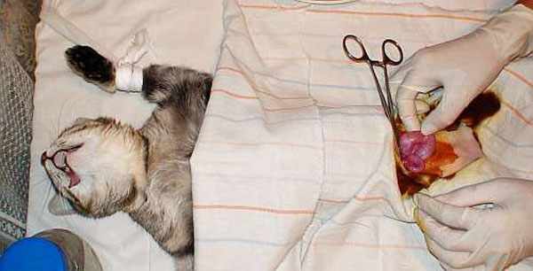 Операция по удалению матки у кошки